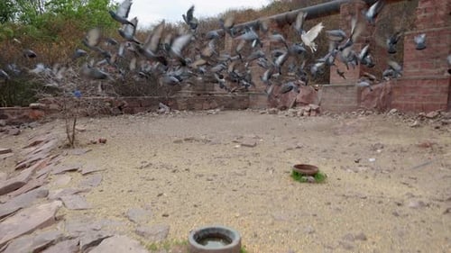 Tauben fliegen am Abend im Freien