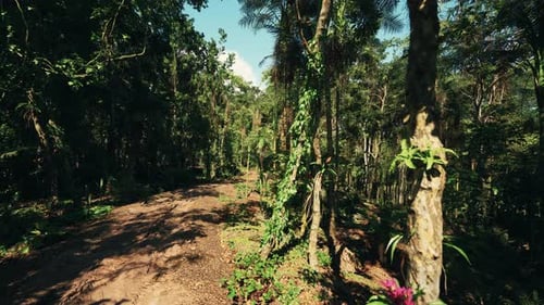 Lush Green Jungle Path Through Dense Tropical Forest
