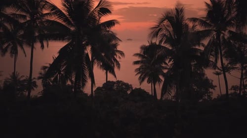 Landschaft Tropische Insel Das Leuchten des roten Sonnenuntergangs scheint durch schlanke Palmen Die paradiesische Landschaft ist