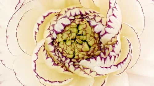 Close-Up of a Delicate Yellow and Purple Flower