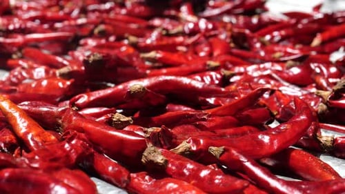 Closeup of Drying Red Chili Peppers in Bright Sunlight