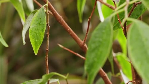 Close Up of a Plant with Water Droplets