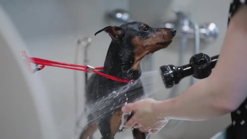 Calm Dog in Bathroom of Veterinary Center or Grooming Salon Groomer is Washing Dog By Shower