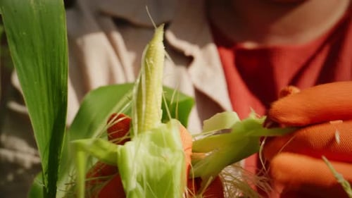 Harvesting Fresh Corn A CloseUp Look at the Ear of Corn with Green Husk and Silks Showcasing the