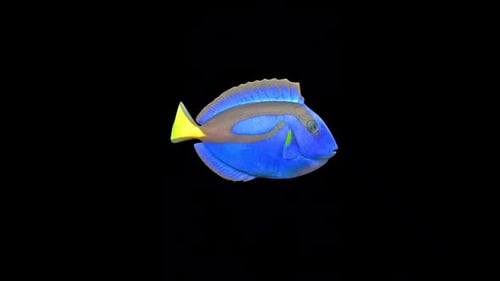 Blue Tang Fish Swim 2