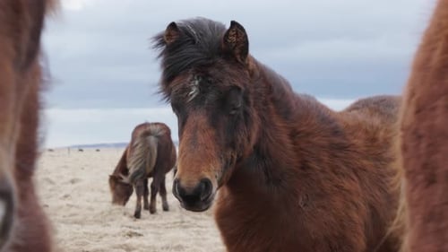 Dark brown with black mane Icelandic horse group on windy day, Iceland