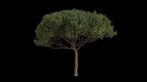 Maritime pine Tree blowing in the wind. Wind blows the cluster pine. Alpha Channel. Loop Animation
