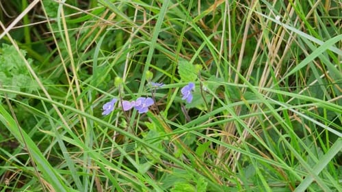 Close Up of Purple Wildflowers in Green Grass