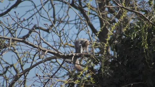 Grey Squirrel Perched On Tree Branch Cleaning Grooming Itself Slow Motion Daytime Sunny Windy Boreha