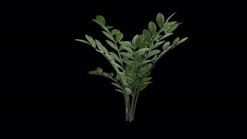 Zamioculcas-Pflanze, die sich im Sommerwind bewegt, realistische Animation