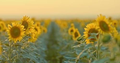 Les tournesols dorés se balancent doucement dans le champ au coucher du soleil