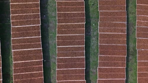 Aerial view of brown tobacco leaves drying in the sun, Indonesia.