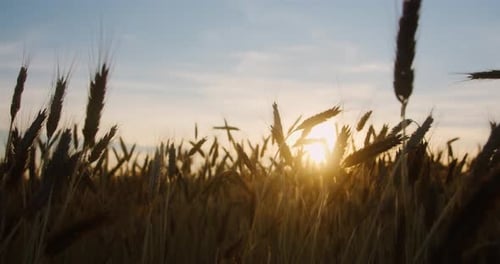 Close-up of the sun shines through the golden wheat ears on the sunset