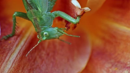 A close-up macro shot of a green great grasshopper feeding itself in the calyx of an orange flower.
