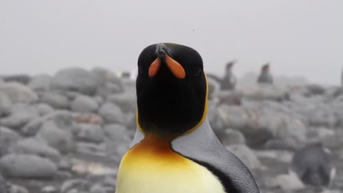Majestic King Penguin Close Up on Rocky Beach