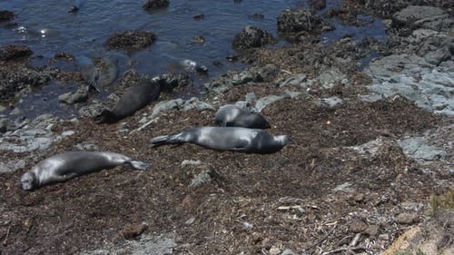 California Seals