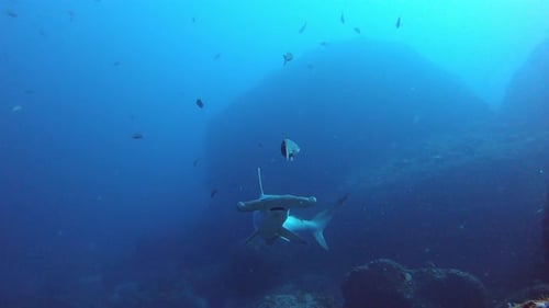 a calm and lonely hammerhead shark swimming over camera close to a reef