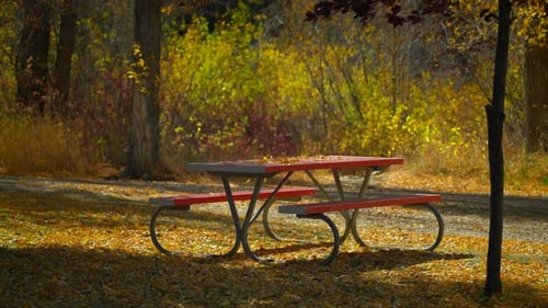 Empty Picnic Table in Forest of Golden Leaves