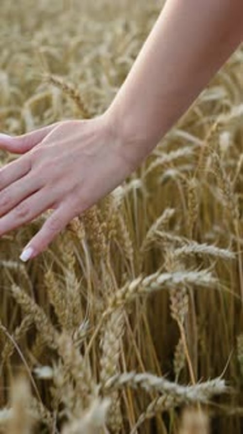 Woman's Hand Gently Brushing Across Ripe Wheat Field