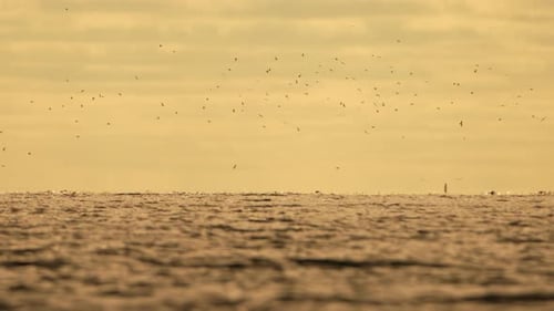 Abstract Sea Ocean Sunset Nature Background with Seagulls and Fishing Boat Trawler Catches Fish