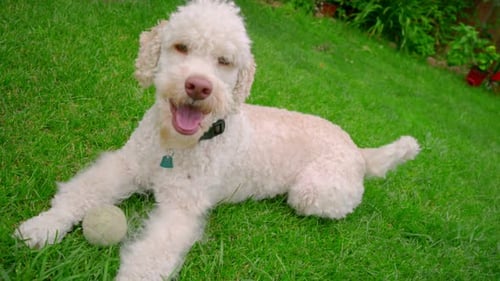 Happy Dog Lying Down on Grass. White Labradoodle Resting on Green Grass