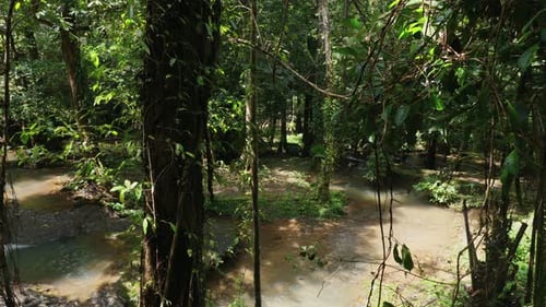 Lush Tropical Rainforest with Serene Stream Natural Environment and Ecology
