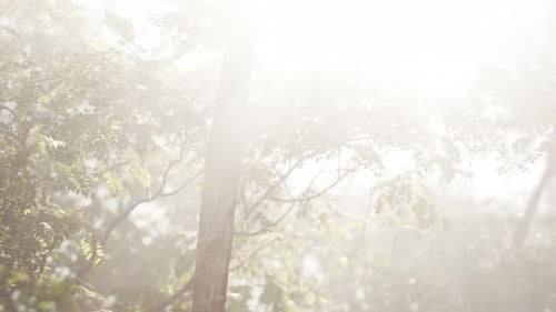 The Sun Shines Through the Trees in the Forest