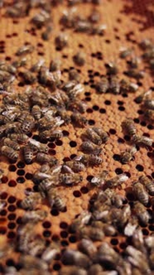 Bees Gather on Orange Honeycomb