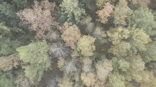 Top Down View of Autumn Forest Fall Woodland Aerial Shot