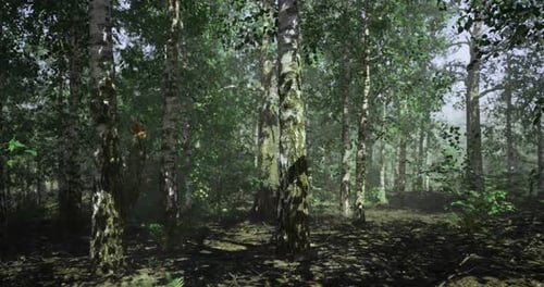 A Serene Forest Environment Filled with Tall Trees and Vibrant Greenery