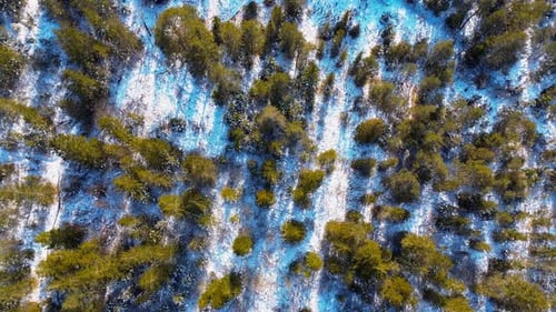 Top-down aerial view of a snow-covered forest with scattered evergreen trees, creating a striking co