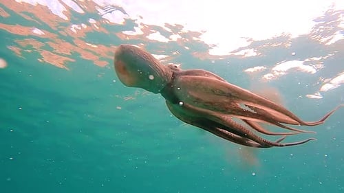 Wild octopus swim underwater in mediterranean sea. Octopuses swimming in slow motion. One octopus at