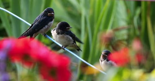 Barn swallows (Hirundo rustica) feeding chicks, Southern France