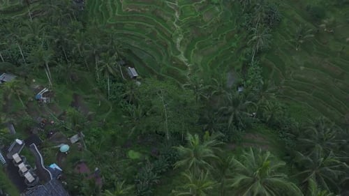 Aerial view of lush rice fields and palm trees at sunset, Bali.