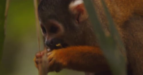 Small Primate Eating in a Tropical Rainforest