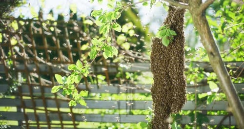Swarm of Bees on Fruit Tree Branch
