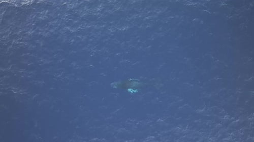 Vídeo aéreo de ballenas jorobadas relajándose en Maui