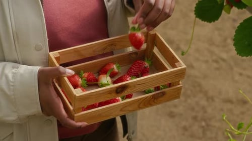 Woman Holds Fresh Strawberries in Crate on Farm