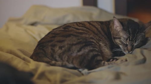 Tabby Cat Sleeping Curled Up on Bed