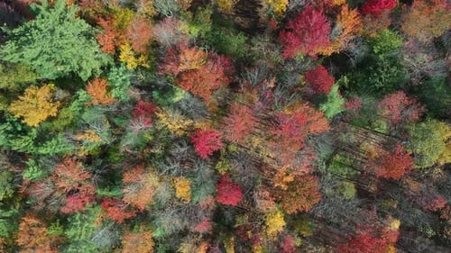 Vibrant Autumn Colors in Deciduous Forest. Top Down Aerial View of Picturesque Landscape in America