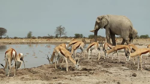 Timelapse of Elephant and Springbok Drinking at Waterhole in Botswana