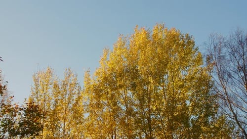 Golden Fall Trees Against a Blue Sky