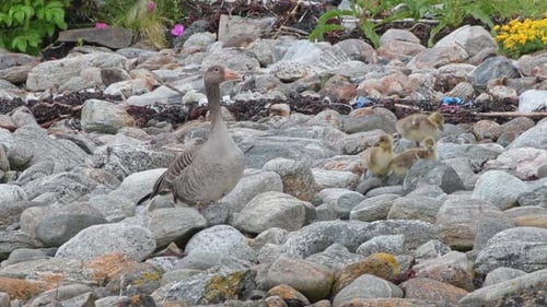 Goose and Goslings on a Rocky Beach