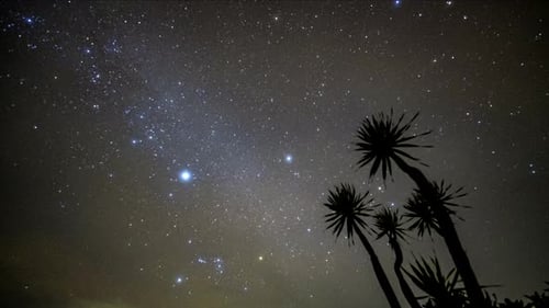 Milky Way Stars Over Tropical Palm Trees at Night
