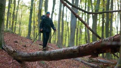 A Man Walks Log In The Forest