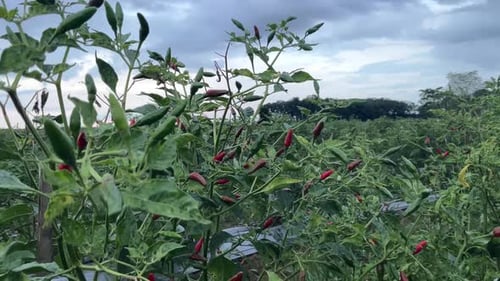 frische und exotische Chilis