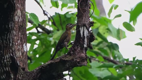Pecking on the side of this branch as it progresses going up taking off barks and exposing food, Lac