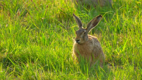 Crouching brown hare in the sunset on a green meadow in Mecklenburg western Pomerania.