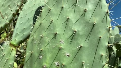 primer plano de las espinas y cicatrices del nopal en un día soleado en la provincia de Aseer, Arabia Saudí