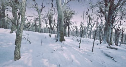 Snowy Forest Landscape with Tall Trees and a Serene Atmosphere in Winter